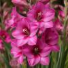 Гладиолуы -сорт Gladiolus Venezia :: МАРИЯ ПОПОВА