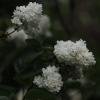 Белая сирень :: Светлана Тихонина