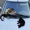 Городские коты... :: Николай Саржанов
