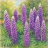Люпин (Lupinus) :: Денис Бочкарёв