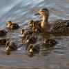 Детский сад, штаны на лямках :: Игорь Шевченко