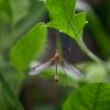 кОМАР дОЛГОНОЖКА :: Александр Леонов