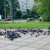 *** :: Наталья Герасимова