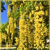 Расцвёл бобовник (лабурнум). :: Валерия Комова