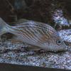 Underwater world of Panama :: Анастасия Фотографовна