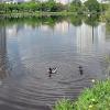 На городском пруду :: Валерий Иванович