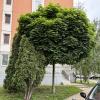 Клён шаровидный Глобозум и туя западная. :: Ирэн