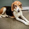 Грусть :: Георгиевич