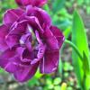 Красавец :: Галина Шеина-Мюльдорфер