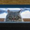 Кошка за окошком :: Gruff_D .