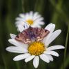 Braune Tageule :: Андроник Александр 