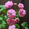 Pelargonium zonale rosebud :: Александр Ш