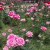 Almaty. :: Murat Bukaev 