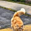 ПЕРСИДСКАЯ   КОШКА :: Анатолий Малобродский