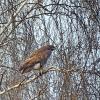 птицы весной.орел высматривает добычу :: ИННА ПОРОХОВА