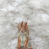 Бельчонок :: Василий Королёв