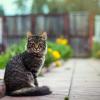 котопортрет :: Антон Лихач