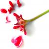 Flowers creative photography :: MAHMOOD • iNKSTECHSHUB PHOTOGRAPHY