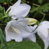 Колокольчики :: Мариша Тим