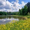 Сурепковый берег. :: Лия ☼