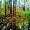 лесной пейзаж :: Владимир