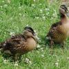 Первый выводок утят подрос... :: Рита Симонова