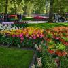 Keukenhof... :: Dmitriy Dikikh
