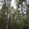 В лесу :: Freddy 97