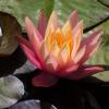 Лето в Москве. (4) :: Владимир Безбородов