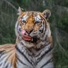 Тигр :: SanSan