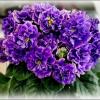 Фиалочка :: Елена Сухорученкова