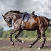 Конь :: SanSan 