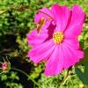 Украшение любого цветника! :: Елена Хайдукова ( Elena Fly )