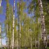 Берёзовая роща :: Игорь Ковалев