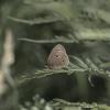 Бабочка :: Natali 
