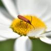 ... :: Александр Кочуркин