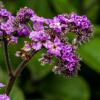 Гелиотроп древовидный (Heliotropium arborescens) :: Денис Полушин