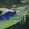 Белуга :: <<< Наташа >>>