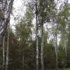 В лесу :: Freddy 97