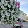 Лето в Питере. Июль :: Наталья Герасимова