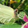 Gonepteryx rhamni крушница, лимонница) :: Екатерина 