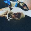 Кошачьи сновидения. :: Игорь Солдаткин