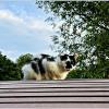 Котик на своём месте. :: Валерия Комова