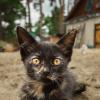 Котёнок :: Alex Bush