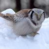 Здесь мышей нет! :: Михаил Белоусов