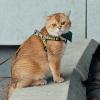 В День кошек на Чистопрудном бульваре. :: Татьяна Помогалова