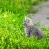 Котёнок :: Alex Bush