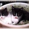 Котята! :: Нина Андронова