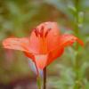 лилия :: Сергей Кочнев