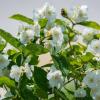 Природа :: Виктор Иванович Чернюк